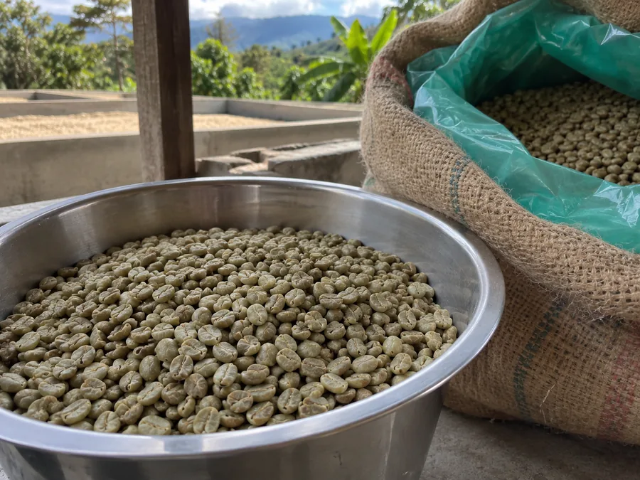 Granos de café en proceso de beneficio
