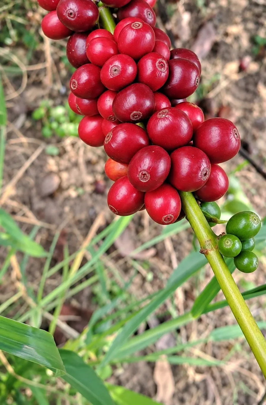Cerezas de café maduras en Finca Las Vegas