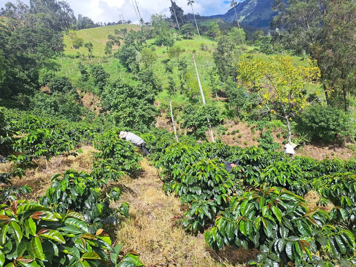 Cultivo de cafe en las montanas de Cajamarca, Tolima